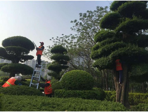 博鱼官方网站：萧山绿化工程注意事项